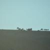 DSC_8033 (FILEminimizer)