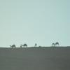 DSC_8036 (FILEminimizer)