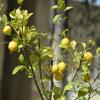 DSC_7572 (FILEminimizer)